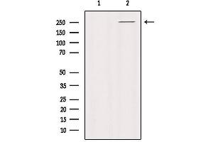 Western blot analysis of extracts from HUVEC, using PTPRZ1 Antibody. (PTPRZ1 antibody  (N-Term))