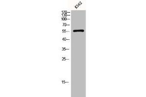 Western Blot analysis of K562 cells using Glut1 Polyclonal Antibody (GLUT1 antibody  (C-Term))