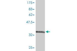 Western Blot detection against Immunogen (40.