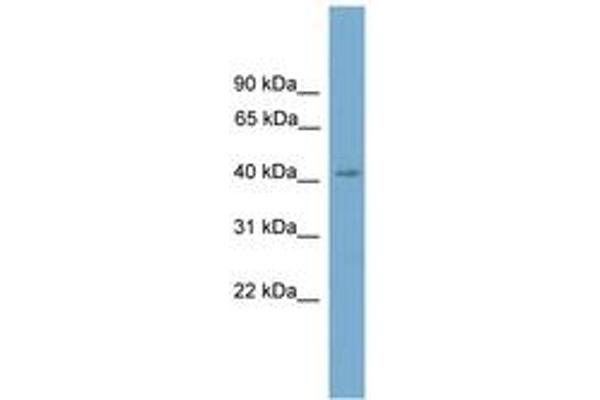 SASH3 antibody  (AA 241-290)