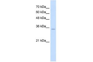 WB Suggested Anti-RNF39 Antibody Titration:  0. (RNF39 antibody  (N-Term))