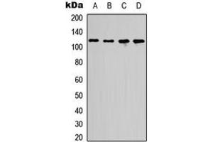 Western blot analysis of p107 expression in HEK293T (A), COLO205 (B), Raw264. (p107 antibody  (Center))