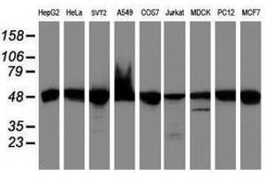 Image no. 2 for anti-Ubiquinol-Cytochrome C Reductase Core Protein I (UQCRC1) (AA 46-305) antibody (ABIN1491532) (UQCRC1 antibody  (AA 46-305))