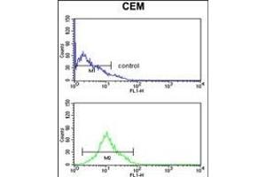 KCNJ11 Antibody (N-term) (ABIN653157 and ABIN2842725) flow cytometry analysis of CEM cells (bottom histogram) compared to a negative control cell (top histogram).