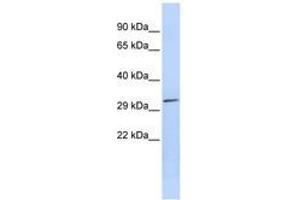 Image no. 1 for anti-Pyridoxal (Pyridoxine, Vitamin B6) Phosphatase (PDXP) (AA 179-228) antibody (ABIN6741403) (PDXP antibody  (AA 179-228))