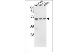 Western blot analysis of PDIA6 Antibody (Center) in NCI-H460, MCF-7, A2058 cell line lysates (35ug/lane).