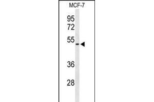 Western blot analysis of FLVC2 Antibody (C-term) (ABIN653633 and ABIN2842983) in MCF-7 cell line lysates (35 μg/lane).