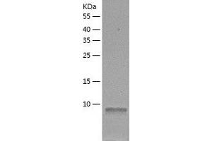 Western Blotting (WB) image for Enhancer of Rudimentary Homolog (ERH) (AA 1-104) protein (His tag) (ABIN7122783) (ERH Protein (AA 1-104) (His tag))