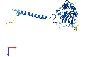 AlphaFold protein structure predicition of Human Recombinant ATP1B1 Protein, UniprotID P05026 (ATP1B1 Protein (AA 1-303) (His tag))