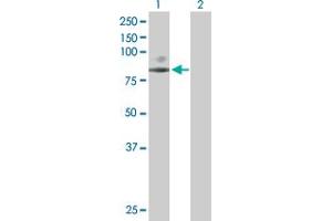 Western Blot analysis of SCNN1G expression in transfected 293T cell line by SCNN1G MaxPab polyclonal antibody. (SCNN1G antibody  (AA 1-649))