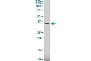 TAZ monoclonal antibody (M14), clone 2B3. (TAZ antibody  (AA 1-262))