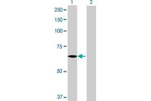 Western Blot analysis of C3orf17 expression in transfected 293T cell line by C3orf17 MaxPab polyclonal antibody. (C3orf17 antibody  (AA 1-567))