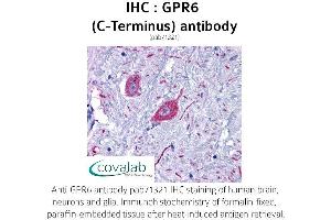 Image no. 1 for anti-G Protein-Coupled Receptor 6 (GPR6) (C-Term) antibody (ABIN1735130) (GPR6 antibody  (C-Term))