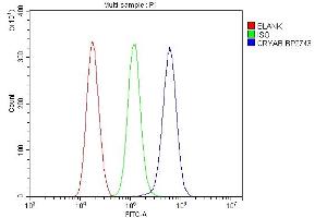 anti-Crystallin, alpha B (CRYAB) (AA 30-151) antibody