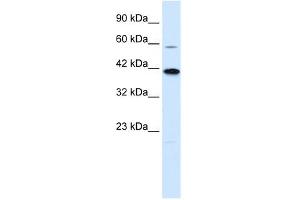 KCNK13 antibody used at 0. (KCNK13 antibody  (C-Term))