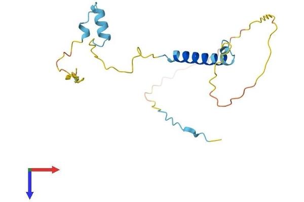 KIFAP3 Protein (AA 1-183) (His tag)