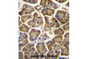 CCDC90B Antibody (Center) immunohistochemistry analysis in formalin fixed and paraffin embedded human pancreas tissue followed by peroxidase conjugation of the secondary antibody and DAB staining. (CCDC90B antibody  (Middle Region))