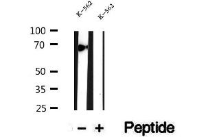 Western blot analysis of extracts of K-562 cells, using ATP6V1A antibody. (ATP6V1A antibody  (C-Term))
