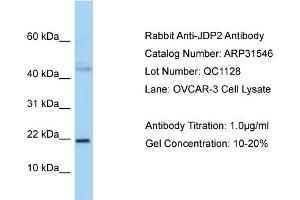 WB Suggested Anti-JDP2 Antibody   Titration: 1. (JDP2 antibody  (N-Term))