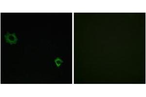 Immunofluorescence analysis of HuvEc cells, using RPL34 Antibody.