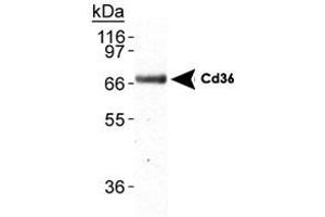 Detection of Cd36 in mouse adipose lysate using Cd36 monoclonal antibody, clone D-2712 . (CD36 antibody)