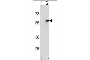 Western blot analysis of CDC20 (arrow) using rabbit polyclonal CDC20 Antibody (N-term) (ABIN653082 and ABIN2842679). (CDC20 antibody  (N-Term))