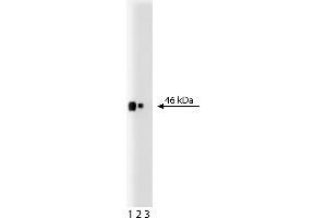Western Blotting (WB) image for anti-CD38 (AA 171-292) antibody (ABIN968373) (CD38 antibody  (AA 171-292))