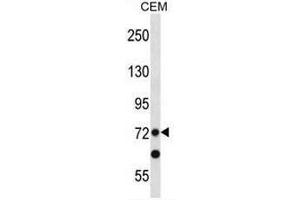 PRDM8 Antibody (N-term) western blot analysis in CEM cell line lysates (35µg/lane).