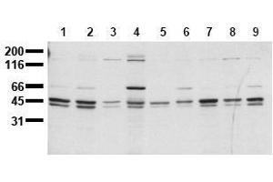 Western Blotting (WB) image for anti-SHC (Src Homology 2 Domain Containing) Transforming Protein 1 (SHC1) (C-Term) antibody (ABIN126887) (SHC1 antibody  (C-Term))
