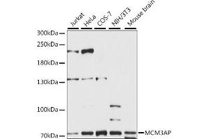 Western blot analysis of extracts of various cell lines, using MCM3AP antibody (ABIN7268541) at 1:1000 dilution. (GANP antibody  (AA 250-550))
