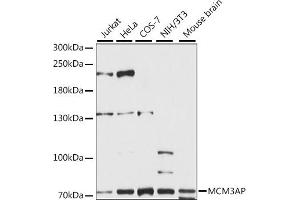 Western blot analysis of extracts of various cell lines, using MCM3AP antibody (ABIN7268541) at 1:1000 dilution. (GANP antibody  (AA 250-550))