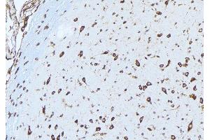 ABIN6277528 at 1/100 staining Mouse brain tissue by IHC-P. (Ephrin A1 antibody  (Internal Region))