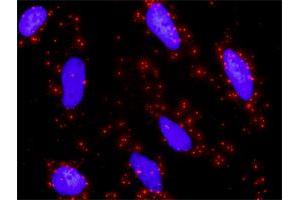 Proximity Ligation Analysis of protein-protein interactions between ETS1 and MAPK1. (ETS1 antibody  (AA 1-441))