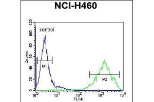 OR2Z1 Antibody (N-term) (ABIN655017 and ABIN2844649) flow cytometric analysis of NCI- cells (right histogram) compared to a negative control cell (left histogram). (OR2Z1 antibody  (N-Term))