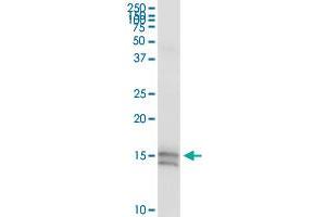 DEFA5 MaxPab rabbit polyclonal antibody. (DEFA5 antibody  (AA 1-94))