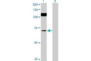 Western Blot analysis of SRPK2 expression in transfected 293T cell line by SRPK2 MaxPab polyclonal antibody.