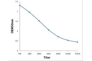 Antigen: 0. (CHMP4B antibody  (AA 101-200))