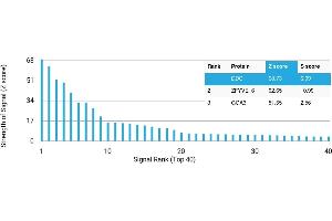 Protein Array (PAr) image for anti-Dopa Decarboxylase (Aromatic L-Amino Acid Decarboxylase) (DDC) antibody (ABIN7456246) (DDC antibody)