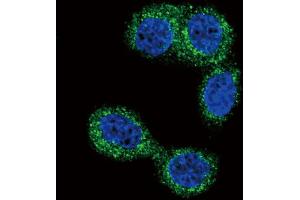 Confocal immunofluorescent analysis of HNMT Antibody with Hela cell followed by Alexa Fluor 488-conjugated goat anti-rabbit lgG (green). (HNMT antibody  (N-Term))