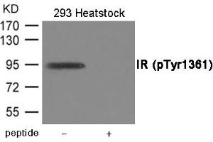 Western blot analysis of extracts from 293 cells treated with Heatstock using IR (Phospho-Tyr1361) Antibody. (Insulin Receptor antibody  (pTyr1361))