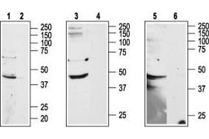 Western blot analysis of HL-60 (lanes 1 and 2) cell line, rat brain (lanes 3 and 4) and mouse brain (lanes 5 and 6) lysates: - 1,3,5. (Adenosine A2b Receptor antibody  (2nd Extracellular Loop, Cys154))
