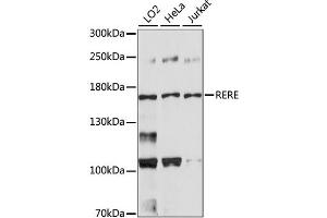 Western blot analysis of extracts of various cell lines, using RERE antibody. (RERE antibody)