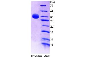 SDS-PAGE analysis of Human PTPN7 Protein.