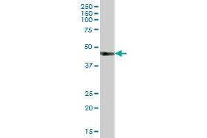 HS2ST1 MaxPab polyclonal antibody. (HS2ST1 antibody  (AA 1-229))