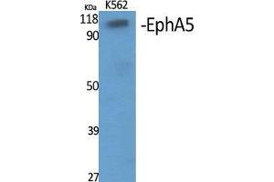 Western Blot (WB) analysis of specific cells using EphA5 Polyclonal Antibody. (EPH Receptor A5 antibody  (Internal Region))