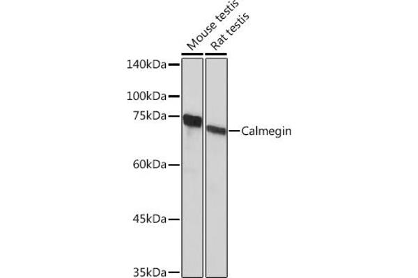 Calmegin antibody