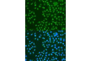 Immunofluorescence analysis of U2OS cells using KAT5 antibody. (KAT5 antibody  (AA 1-230))