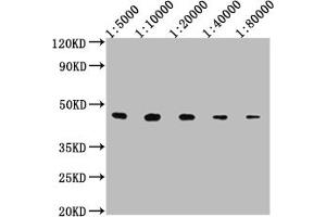 Western Blot Positive WB detected in: 50ng V5-tagged fusion protein V5 Tag antibody at 1:5000, 1:10000, 1:20000, 1:40000, 1:80000 Secondary Goat polyclonal to mouse IgG at 1/50000 dilution Predicted band size: 37. (V5 Epitope Tag antibody)
