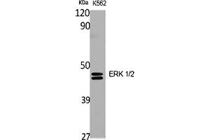 Western Blot analysis of various cells using ERK 1/2 Polyclonal Antibody diluted at 1:2000. (ERK1/2 antibody  (AA 300-380))