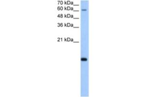 Western Blotting (WB) image for anti-Polymerase (RNA) II (DNA Directed) Polypeptide H (POLR2H) antibody (ABIN2463203)